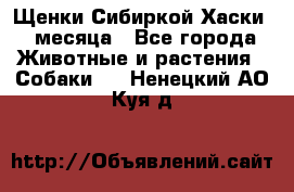 Щенки Сибиркой Хаски 2 месяца - Все города Животные и растения » Собаки   . Ненецкий АО,Куя д.